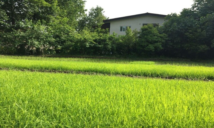 اجاره خونه باغ نیکوکار 1