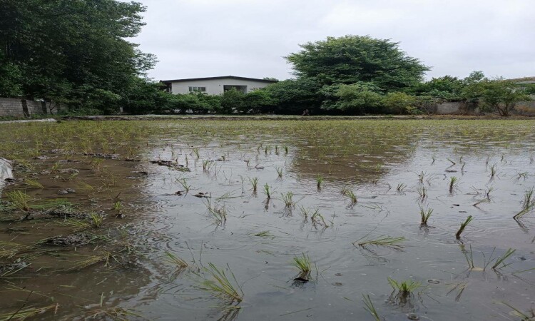 اجاره خونه باغ نیکوکار 1