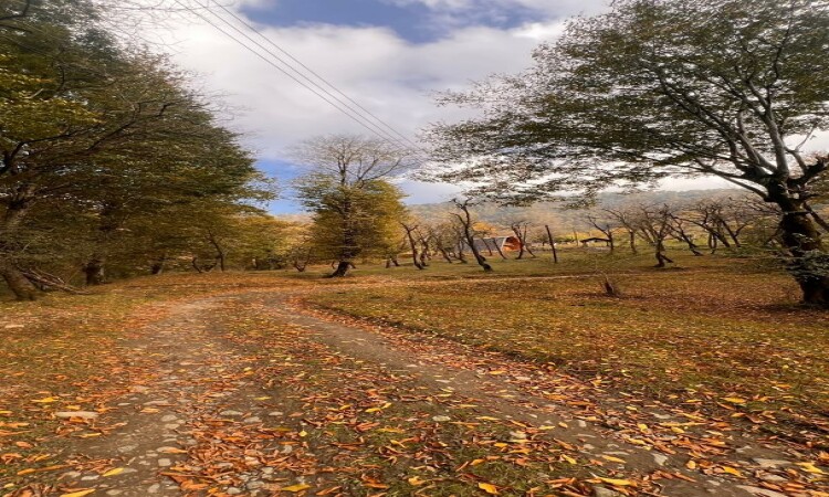 استئجار نيما السويسري