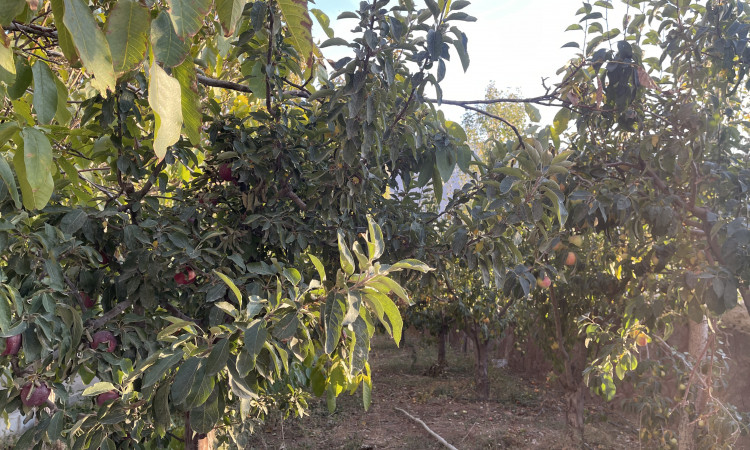 رزرو ویلا باغ 3 خوابه ورسای