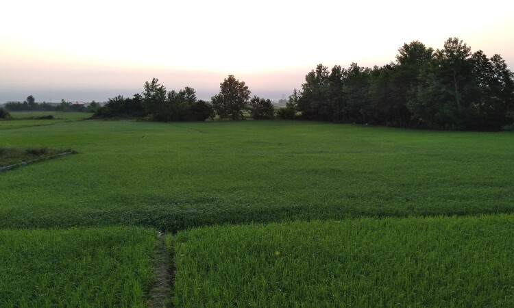 اجاره ویلا2خوابه دنج آرامش