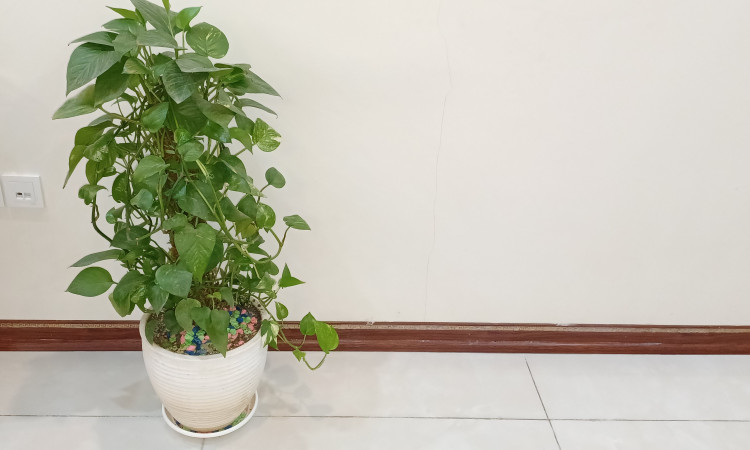 اجاره آپارتمان تک خواب لوکس