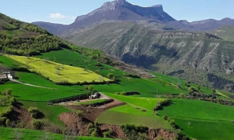 اجاره ویلا جنگلی شمعدونی