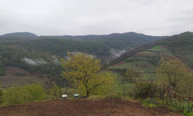 اجاره کلبه 20 متری سنگ سی سوادکوه