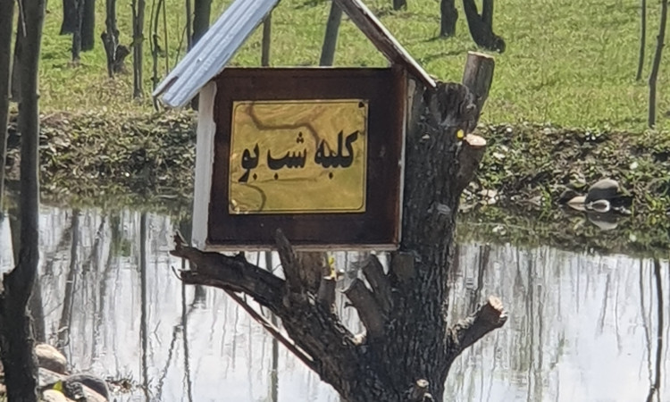اجاره سوئیت پامچال