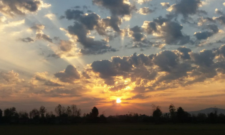 بومگردی گیل هاوس(ارکیده)