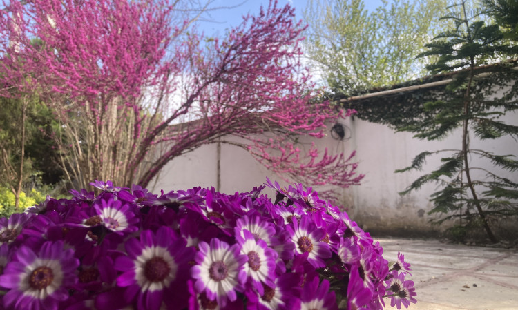 اجاره خانه دوبلکس فروغ