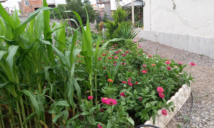 اجاره ویلای دربست حیاط دار مانیا