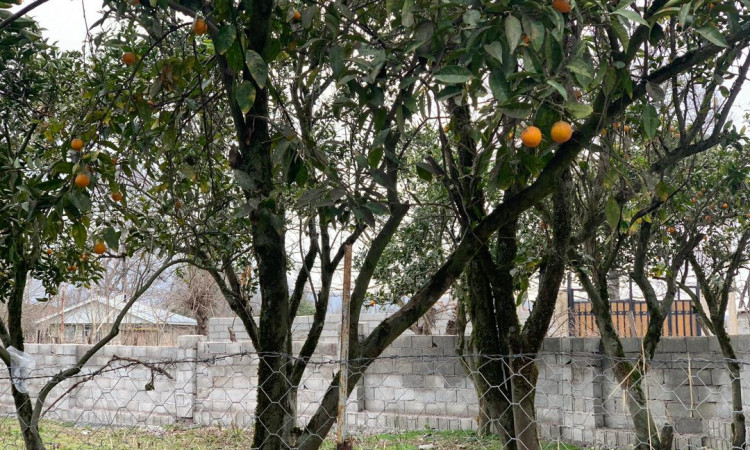 اجاره باغ ویلا سه خواب جنگلی