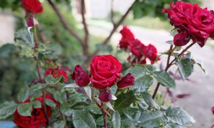 اجاره ویلای فراز بیستون 2
