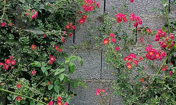 رزرو ویلای تک خواب سه گل درشفت