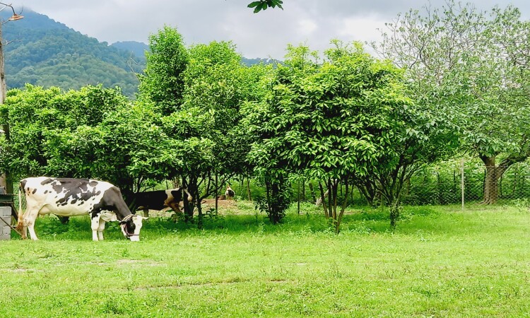 استئجار Adel Talesh Forest Cottage