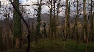 اجاره ویلا تراس دار جنگلی راش