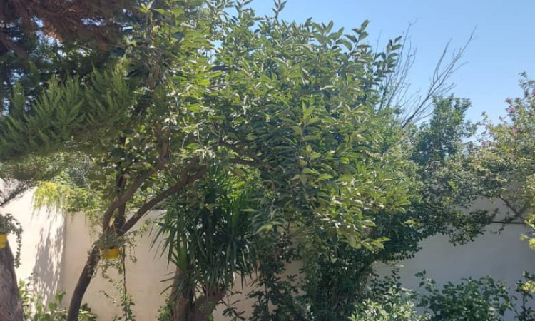 اجاره ویلا دو خواب بنفشه