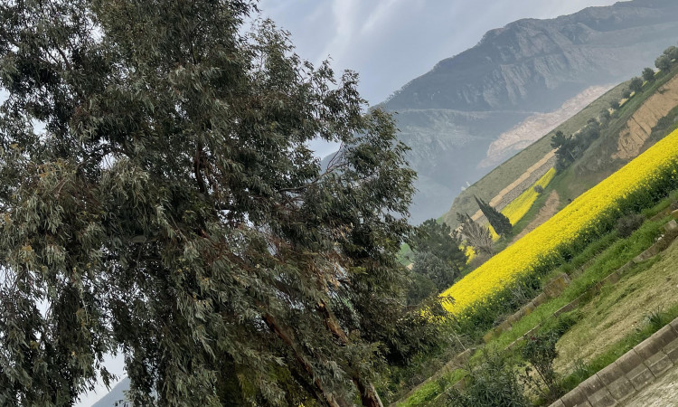 رزرو خانه مسافر نیلکوه گلستان(اتاق یک)