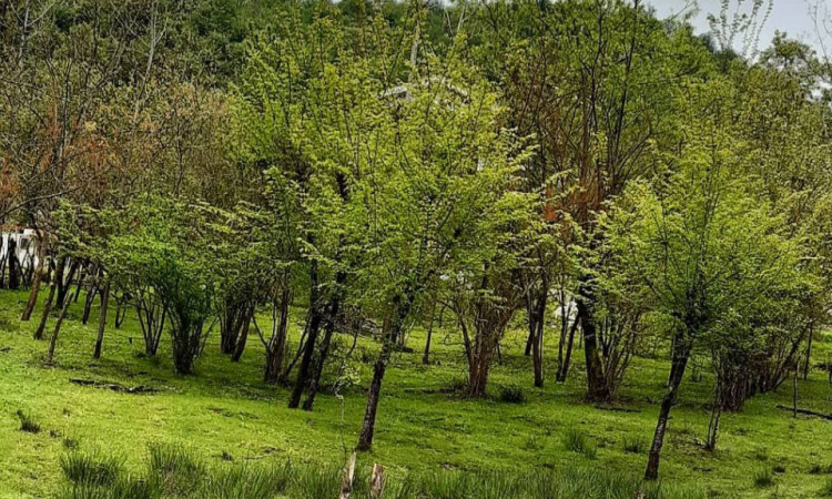 رزرو ویلا جنگلی تک خواب ورمیه