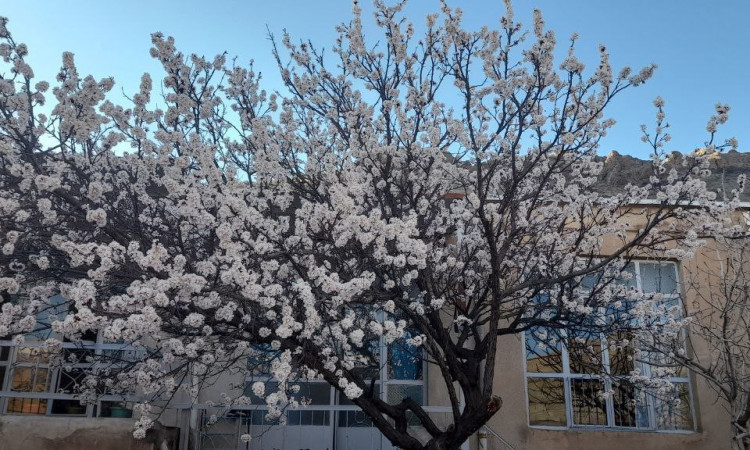 اجاره خانه ویلایی سنتی سه خوابه زانیار