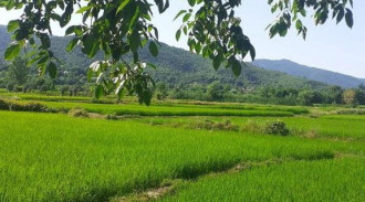 اجاره ویلا جنگلی میرزایی