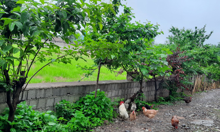 اجاره آپارتمان تک خوابه 60 متری گل یاس