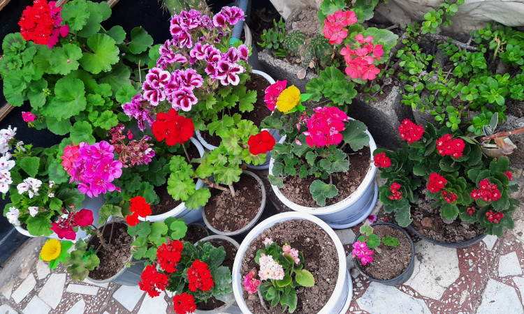 اجاره آپارتمان تک خوابه 60 متری گل یاس