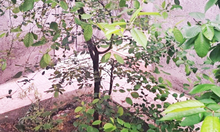 اجاره ویلا مبله در مشگین شهر