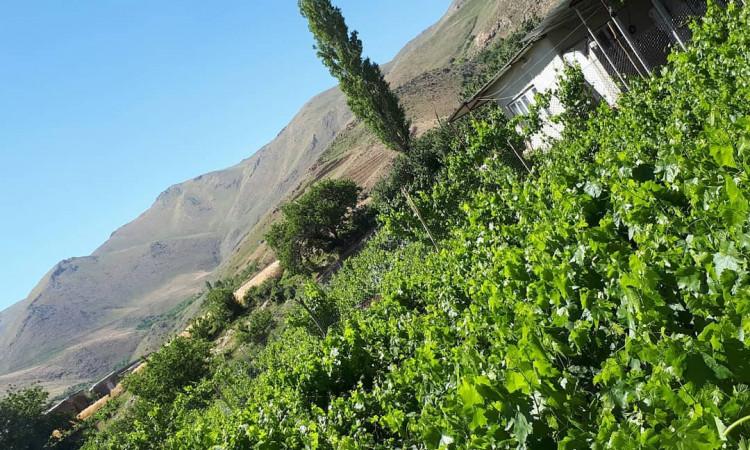 اجاره ویلا باغ دربستی هانیس