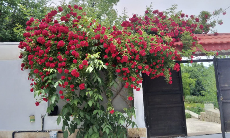 اجاره ویلای دوبلکس 60 متری سه خواب ارغوان