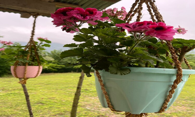 ویلا در دل باغ چای