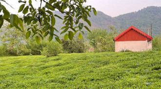 ویلا در دل باغ چای