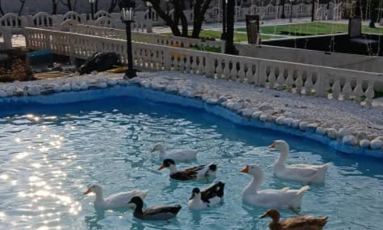 رزرو باغ ویلای استخر دار و سرسبز و شیک دوخوابه بهار